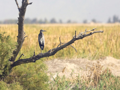 Al Hartmann  |  The Salt Lake Tribune&#xA;Ogden Bay Waterfoul Managment area west of Hooper near the shore of the Great Salt Lake is habitat for  waterfowl including this Great Blue Heron.